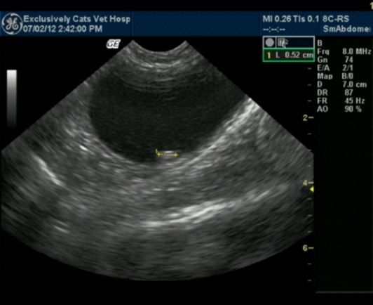 Exclusively Cats Veterinary Hospital - Waterford, MI - Ultrasound imaging