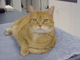 Mellow Yellow - Exclusively Cats Veterinary Hospital - Waterford, MI
